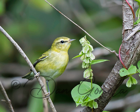 Tennessee Warbler