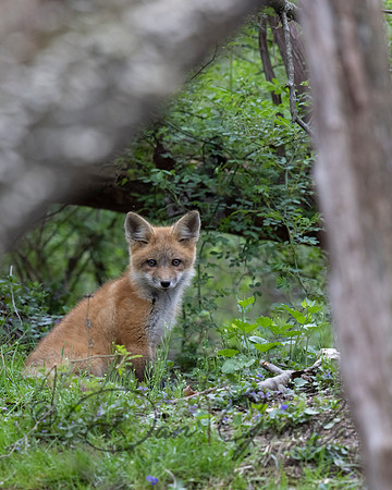 Red Fox