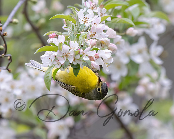 Nashville Warbler
