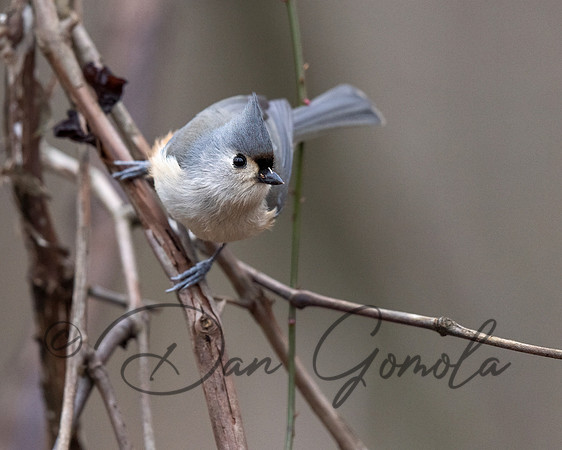 Tufted Titmouse