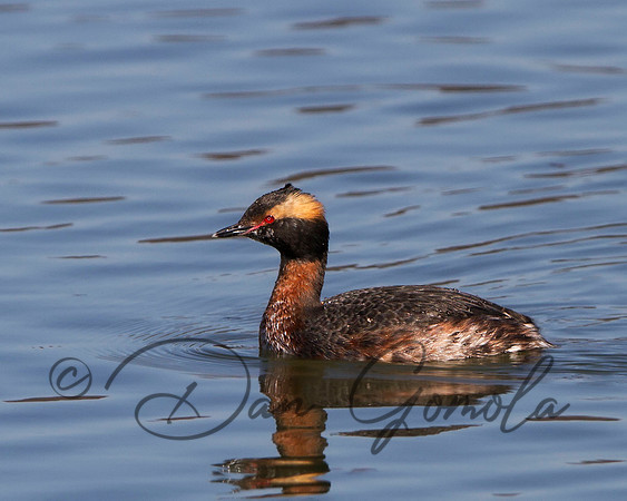 Horned Grebe