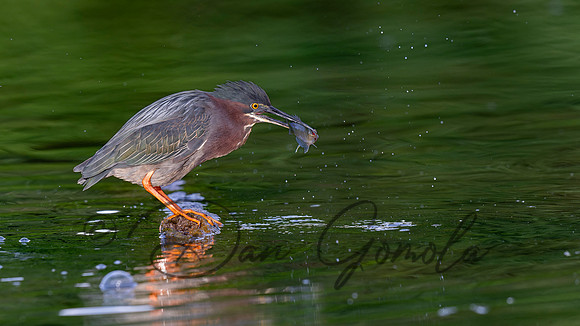 Green Heron