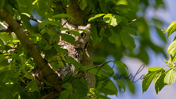Eastern Screech Owl