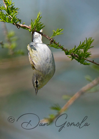 Tennessee Warbler