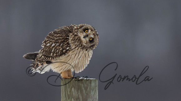 Short-eared Owl