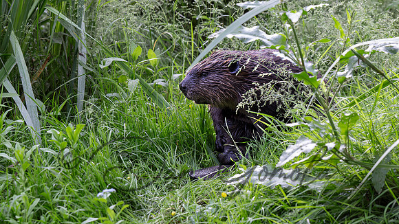 Beaver