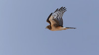 Northern Harrier
