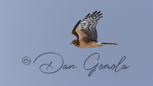 Northern Harrier