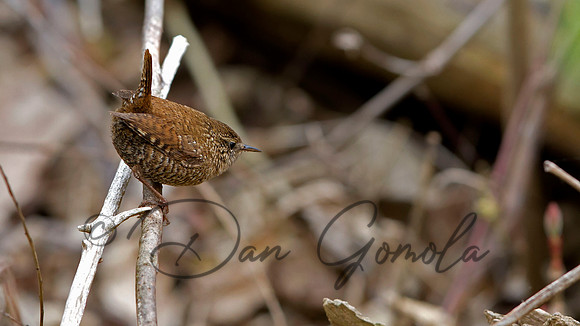 Winter Wren