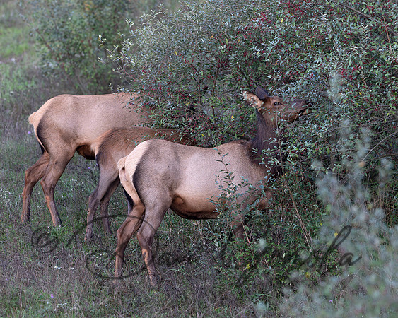 PA Elk (October, 2024)