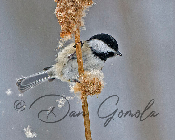 Black-capped Chickadee