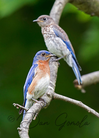 Eastern Bluebird