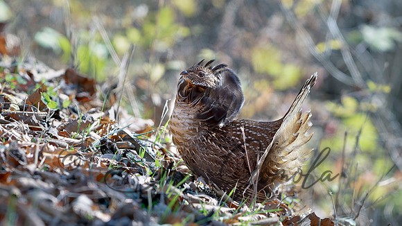 Ruffed Grouse