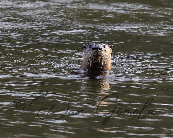 River Otter