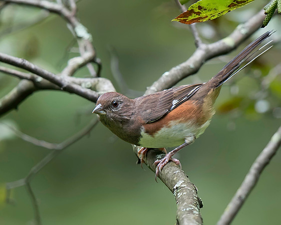 Eastern Towhee