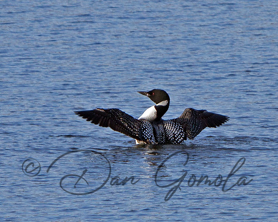 Common Loon