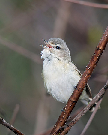 Warbling Vireo