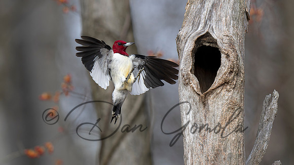 Red-headed Woodpecker