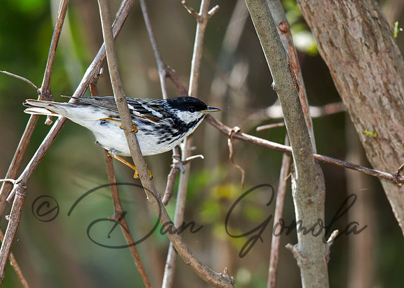 Blackpoll Warbler