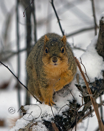 Eastern Fox Squirrel