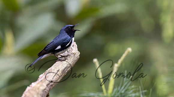 Black-throated Blue Warbler