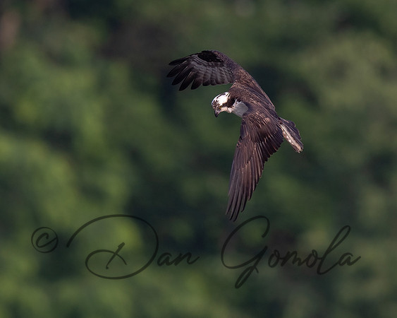Osprey