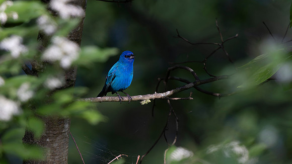 Indigo Bunting