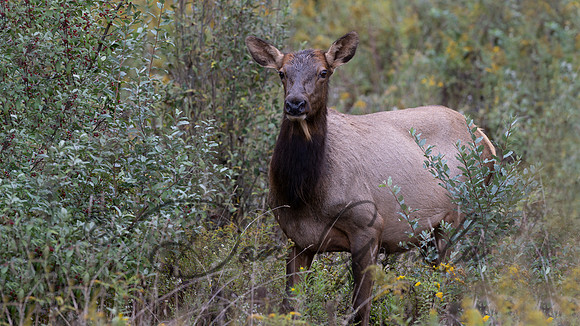 PA Elk (October, 2024)
