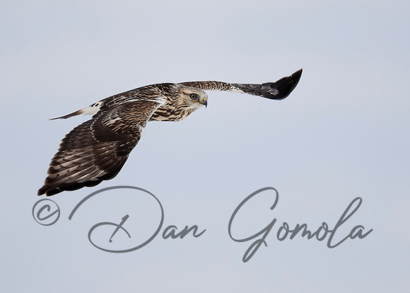 Rough-legged Hawk