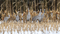 Sandhill Crane