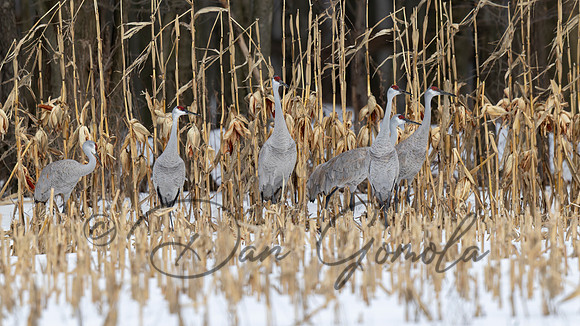 Sandhill Crane