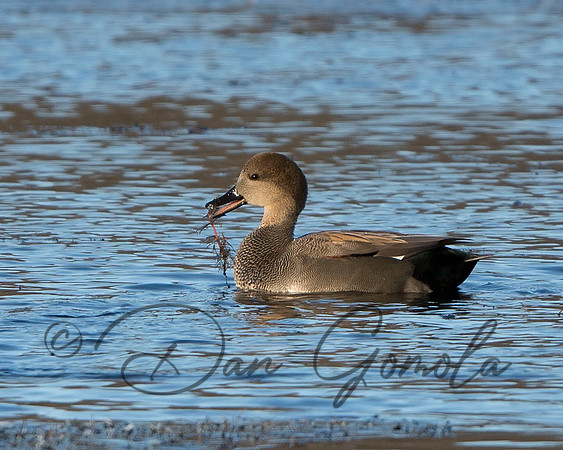 Gadwall