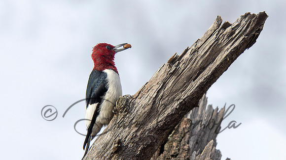 Red-headed Woodpecker