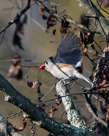 Tufted Titmouse
