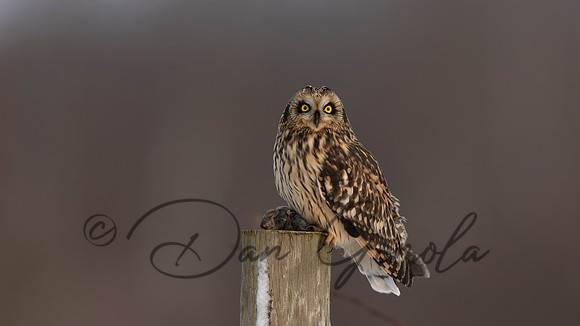 Short-eared Owl