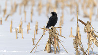 American Crow