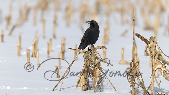 American Crow