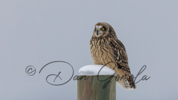 Short-eared Owl