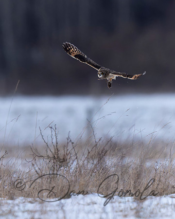 Short-eared Owl