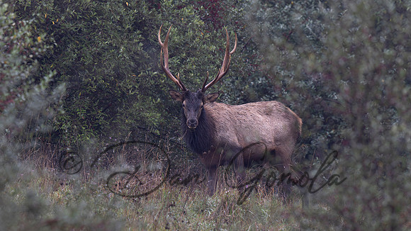 PA Elk (October, 2024)
