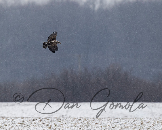 Bald Eagle