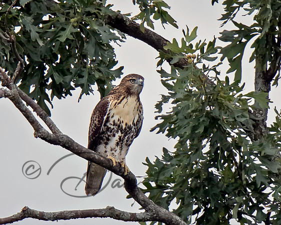 Red-tailed Hawk