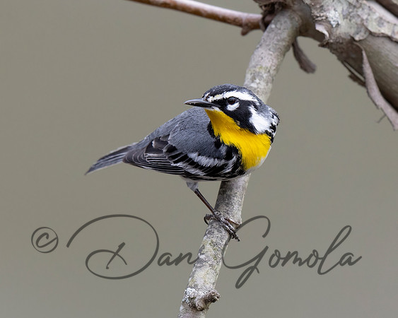 Yellow-throated Warbler