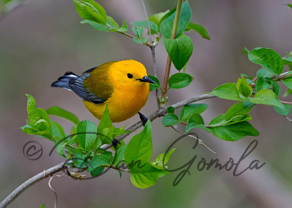 Prothonotary Warbler