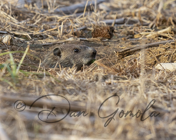 Groundhog