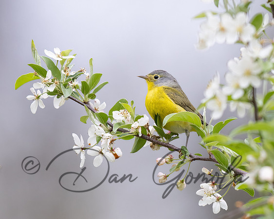 Nashville Warbler