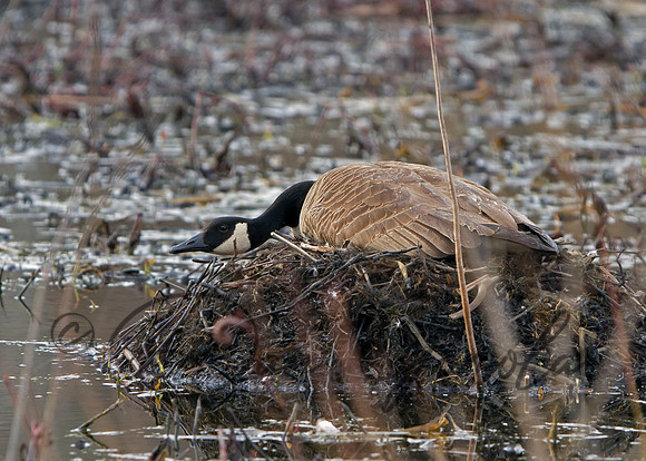 Canada Goose