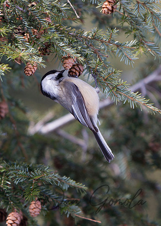 Black-capped Chickadee
