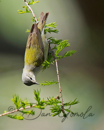 Tennessee Warbler