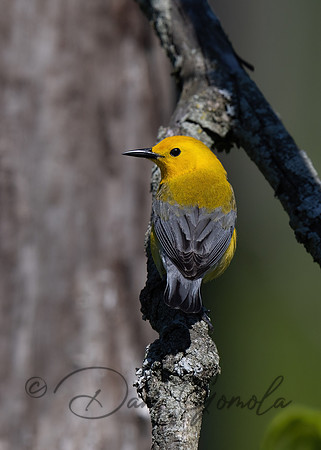 Prothonotary Warbler